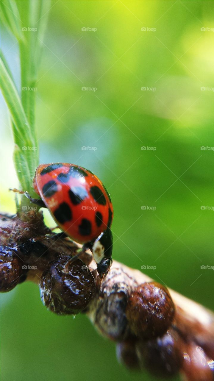 ladybug crawl 