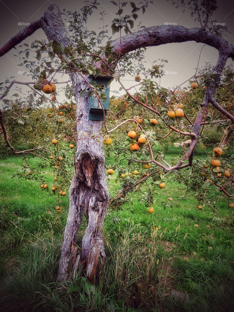 A beautiful & tough Apple tree. The power of nature.