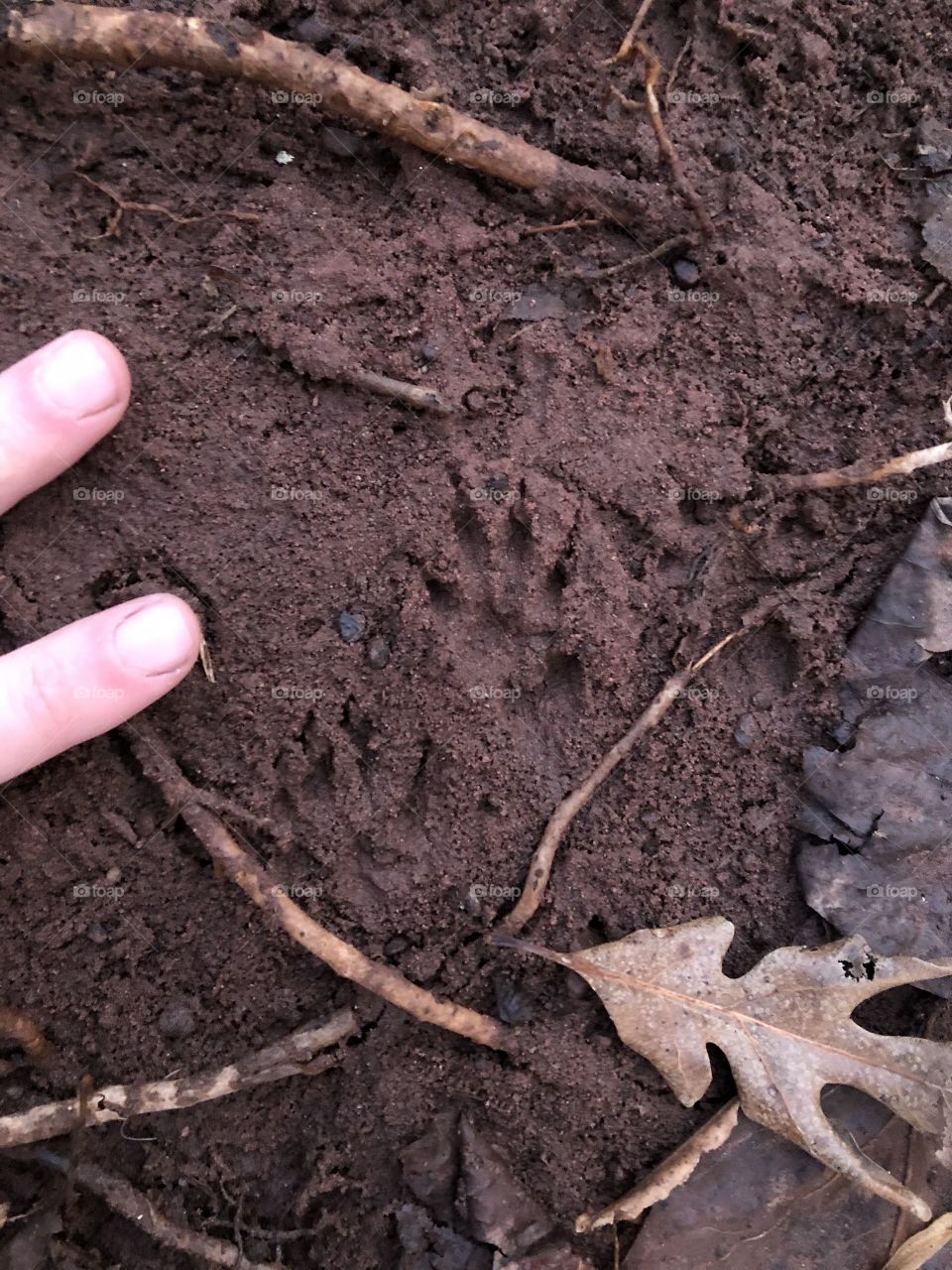 Wee mammal footsteps in fresh clay on the forest floor