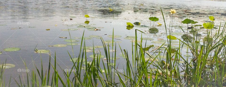 Lily pad pond 