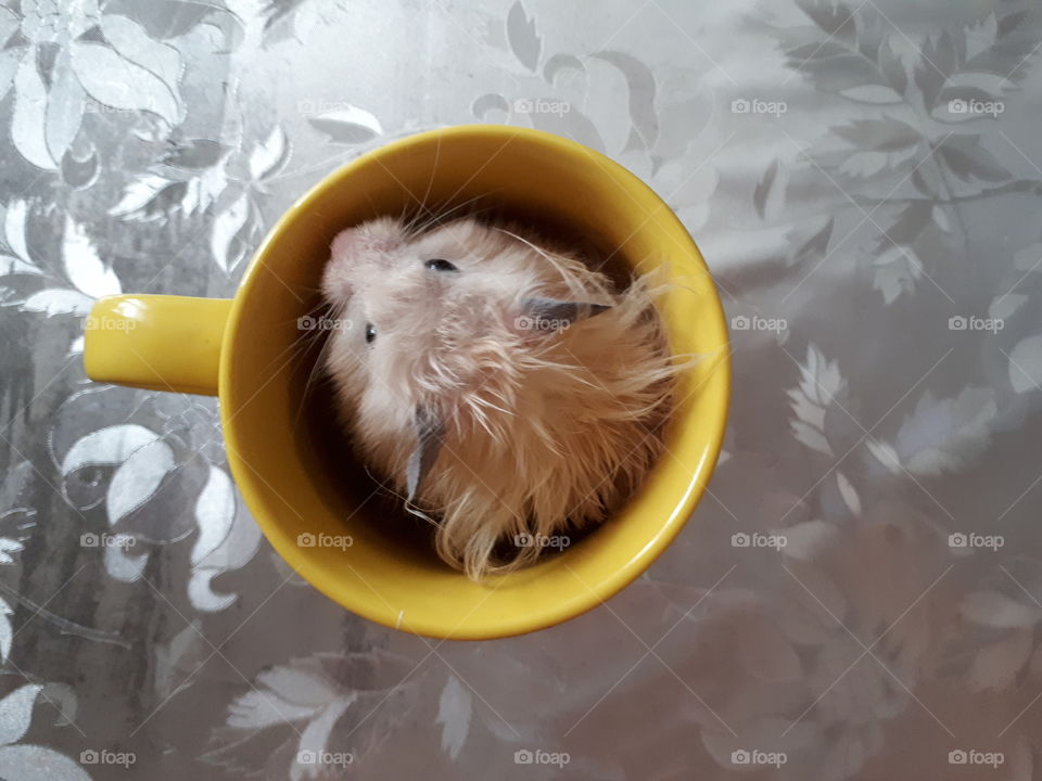Hamster in the yellow tea cup