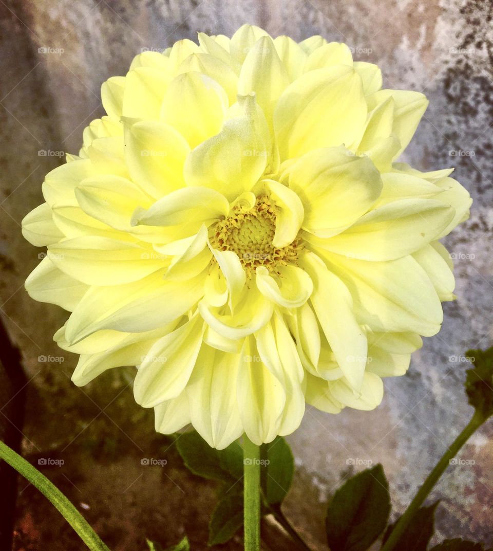 Yellow Dália- 🇺🇸 Very beautiful flowers to brighten our day.  Live nature and its beauty. Did you like the delicate petals? / 🇧🇷 Flores muito bonitas para alegrar nosso dia. Viva a natureza e sua beleza. Gostaram das pétalas delicadas? 