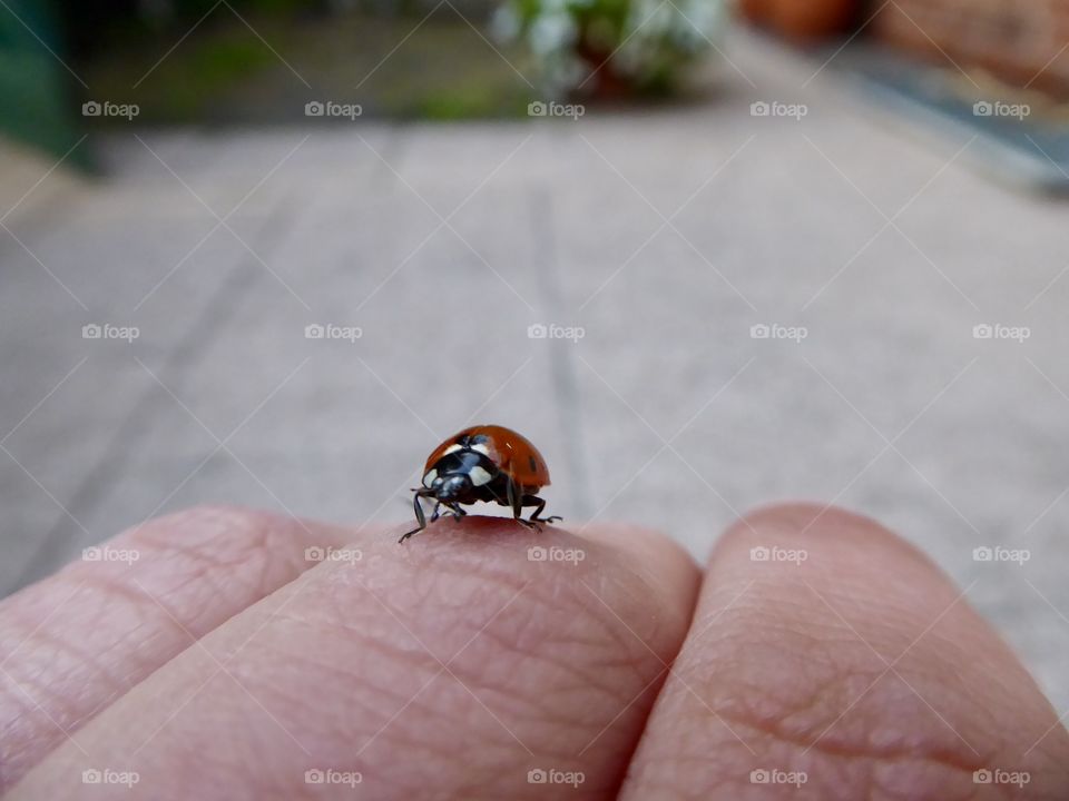 Ladybug / Marienkäfer 