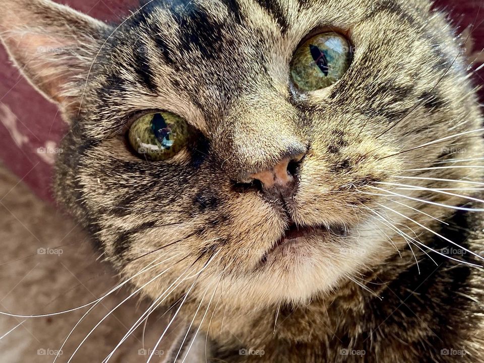 Close up of the face of a brown tabby cat