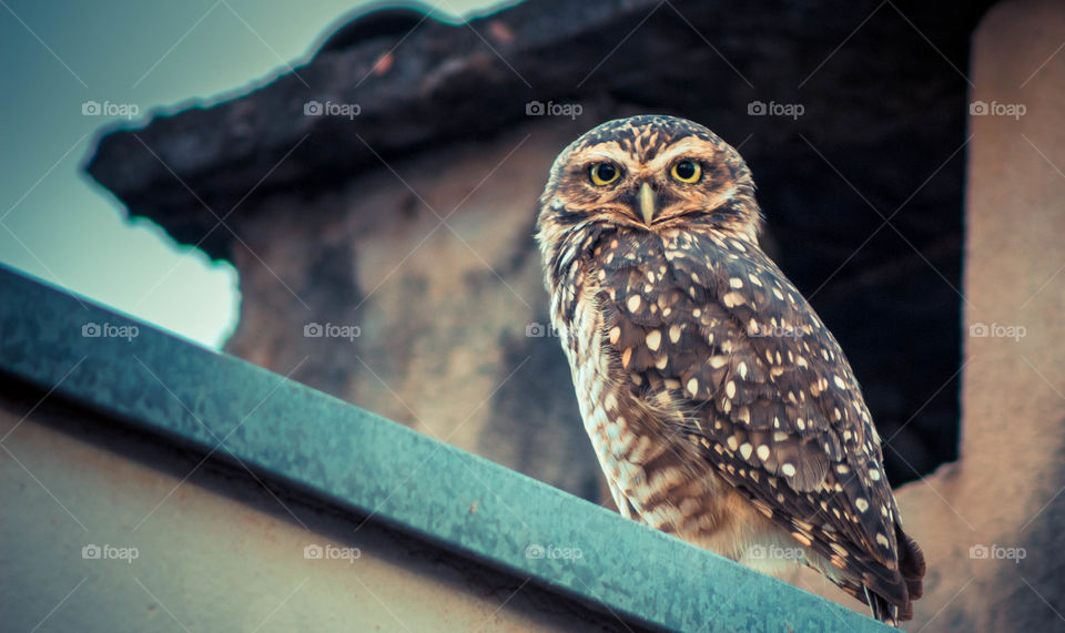 The Serious Owl