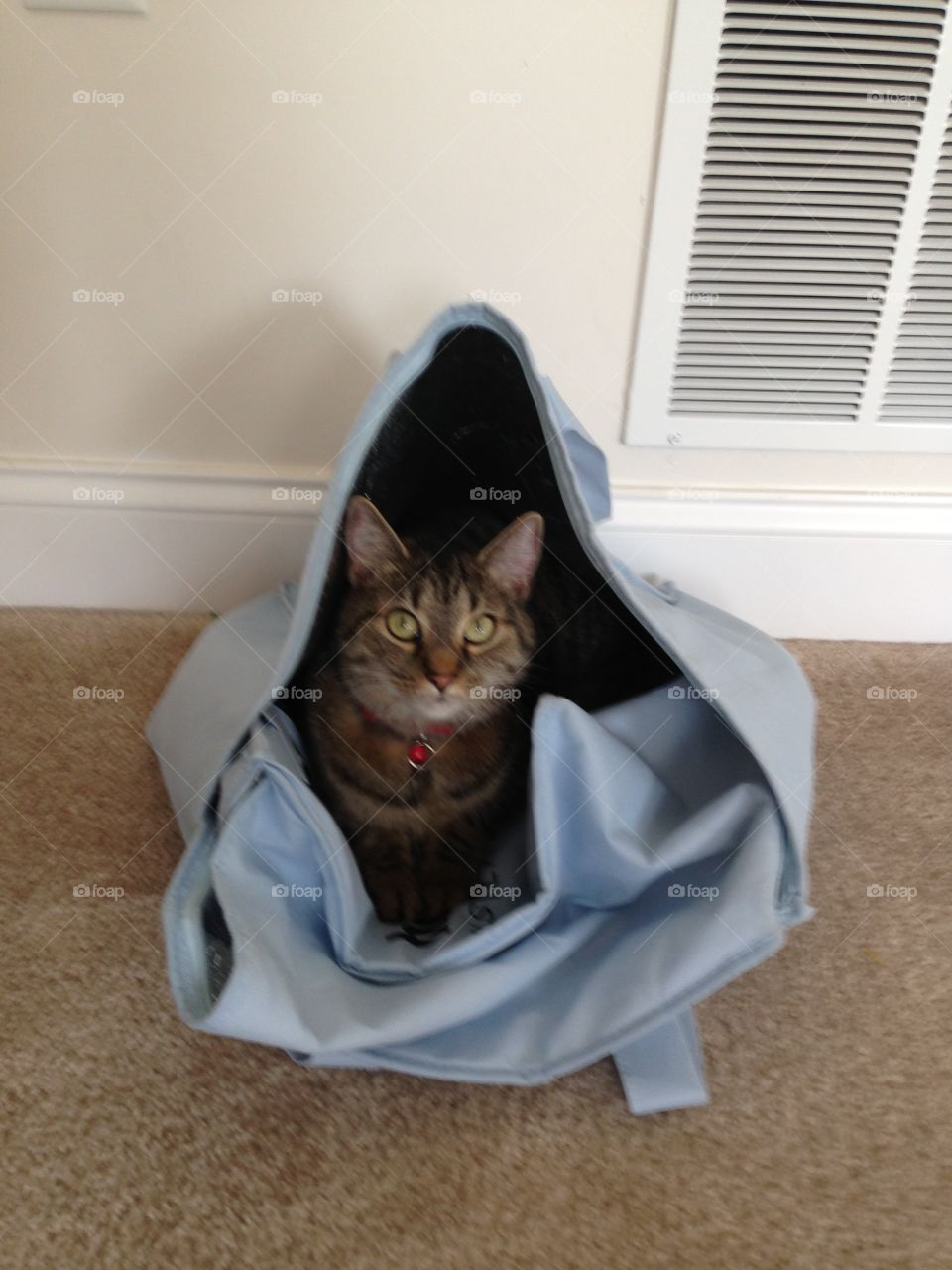 Just wait til they let this cat out of the bag 