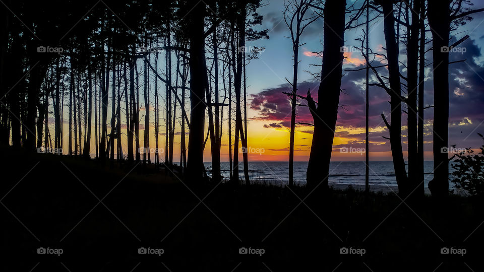 Silhouettes of trees against the backdrop of the sea after sunset