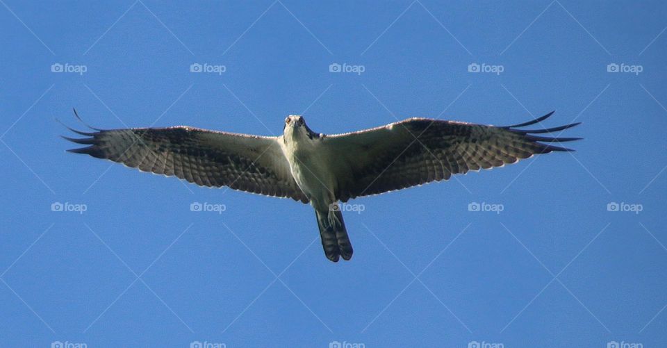 Osprey Flying Overhead at Lake