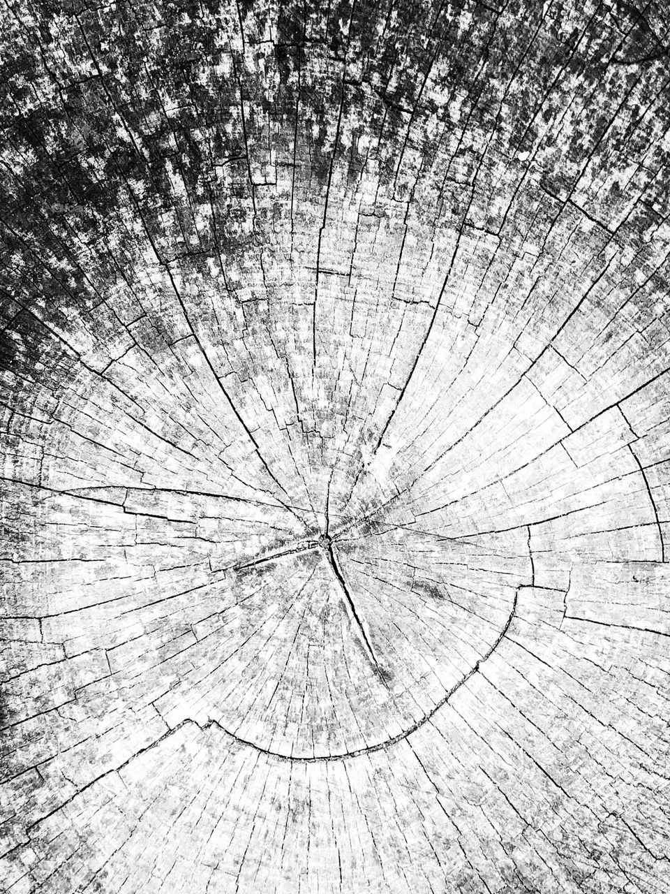 Black and White tree stump 