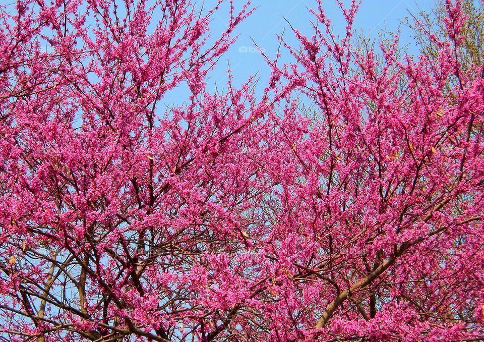 Flowering Trees