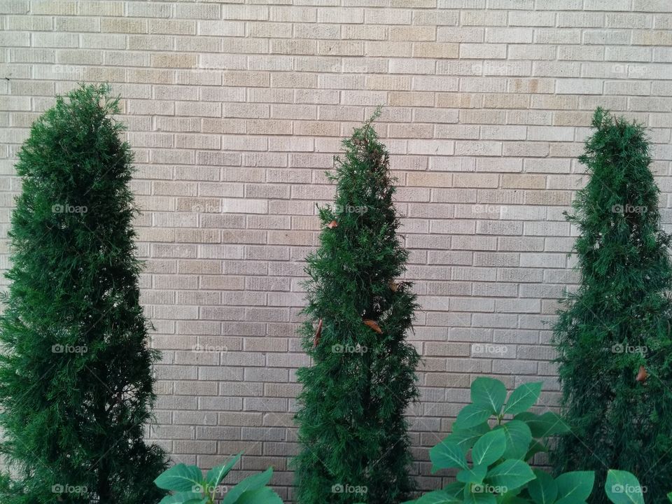 Evergreens against brick