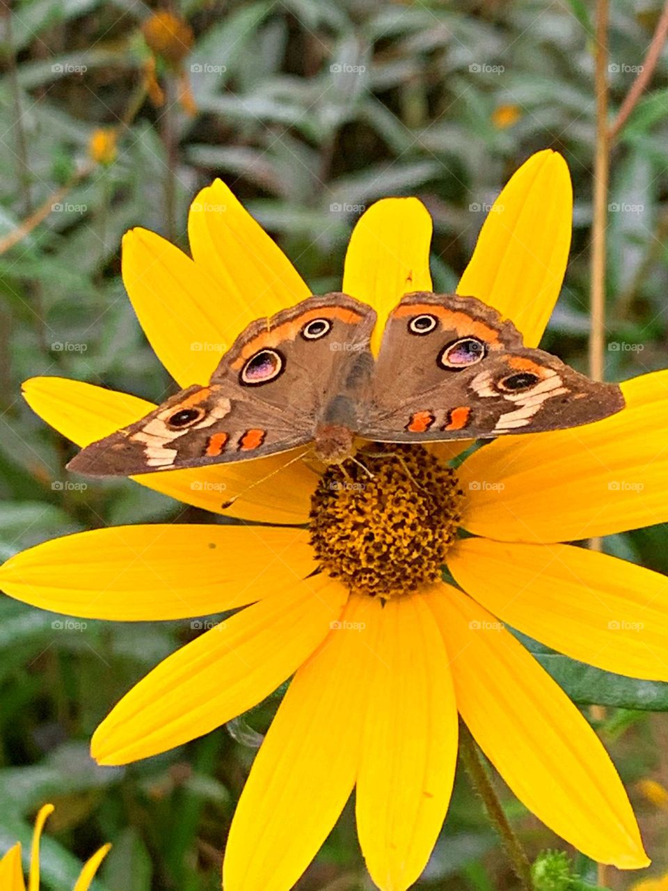 Battle: Spring vs. Winter - A colorful Buckeye Butterfly with his full spread wingspan feeds on his favorite flowering plant. 
