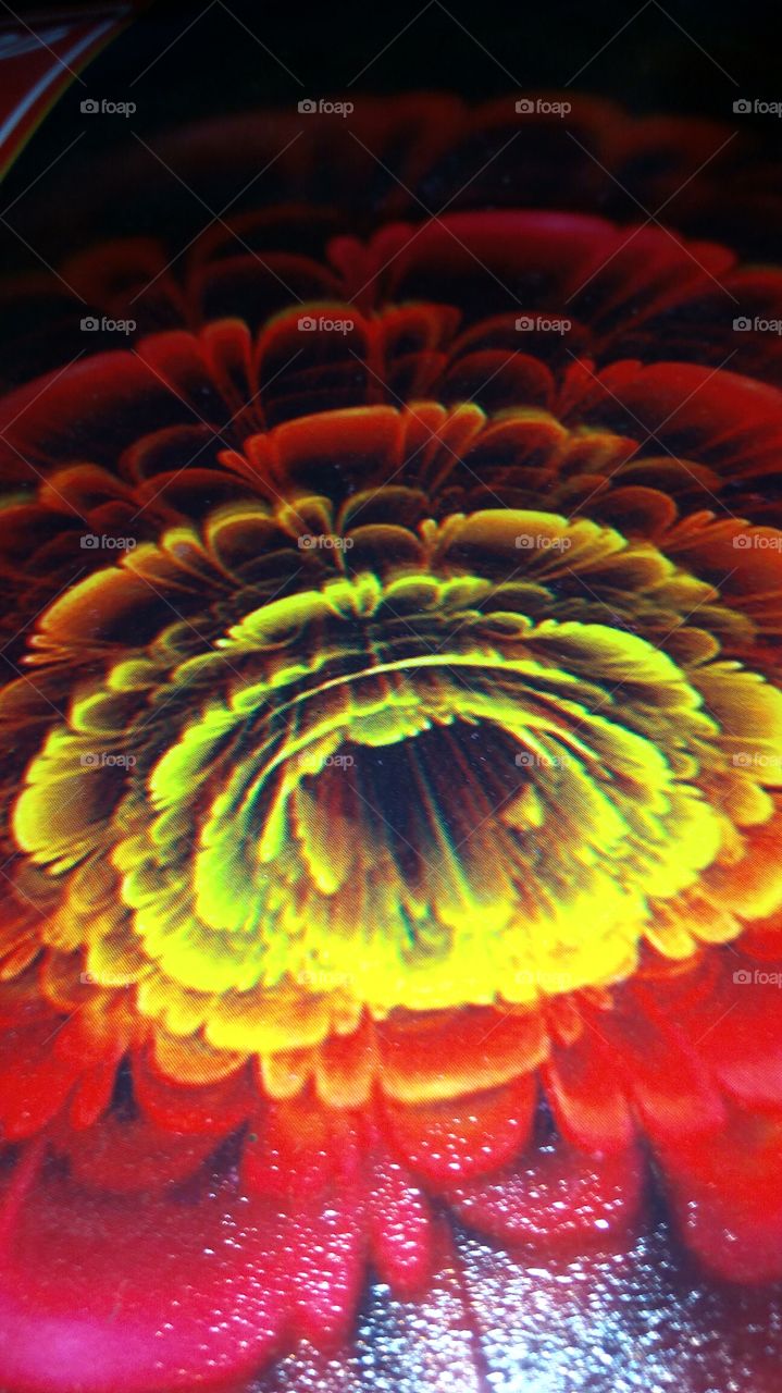 red yellow flower
red yellow flower