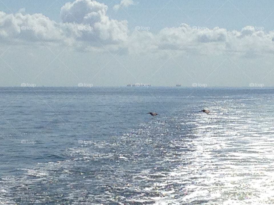 2 birds flying above water