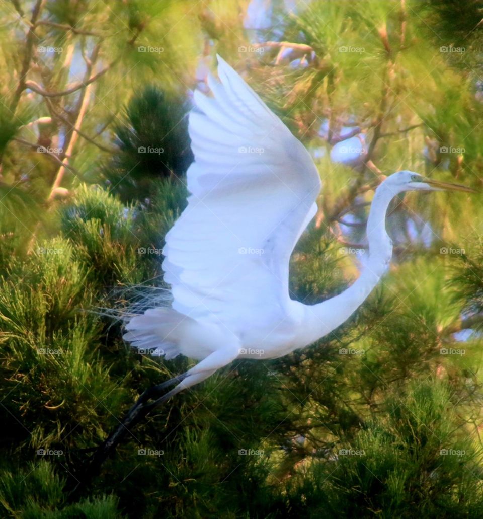 Great White Egret in Flight
