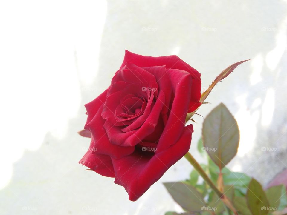 beautifull red rose flower of natural photos