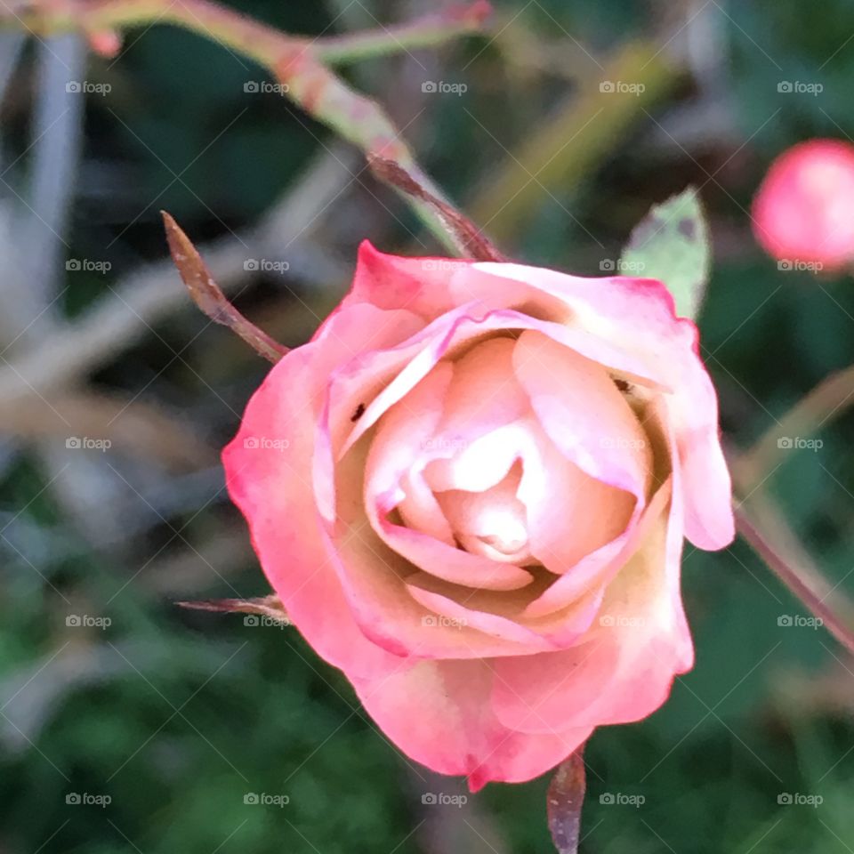 Pink winter rose