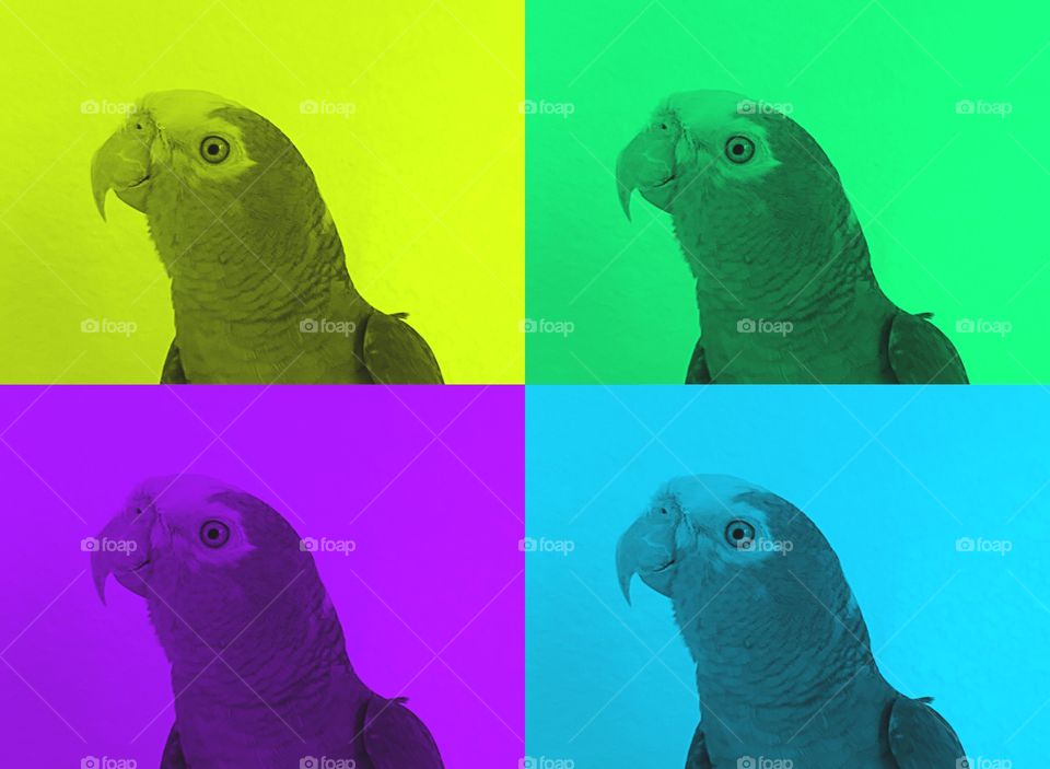 Parrot art. Parrot Art