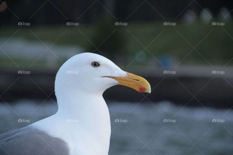 bird sea seagull beak by daflux