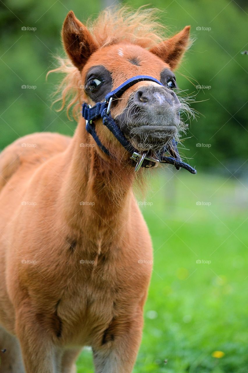 Cute pony foal