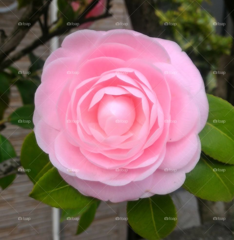 Pink rose. Pink flower