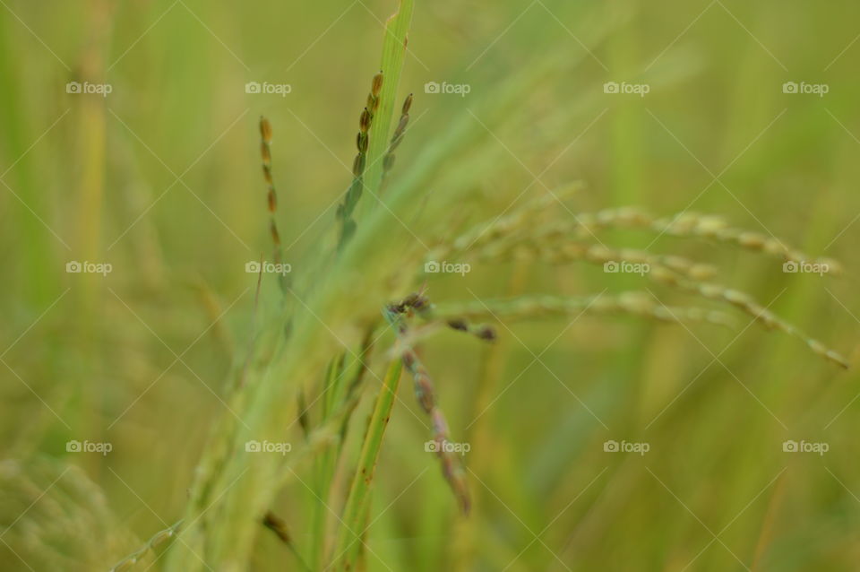 Rice field,farmer.