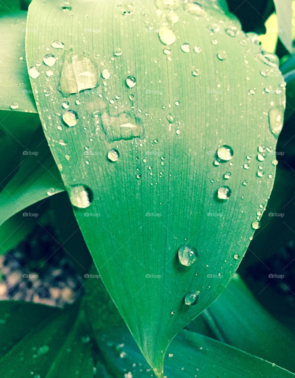 Gliding Down a Petal
