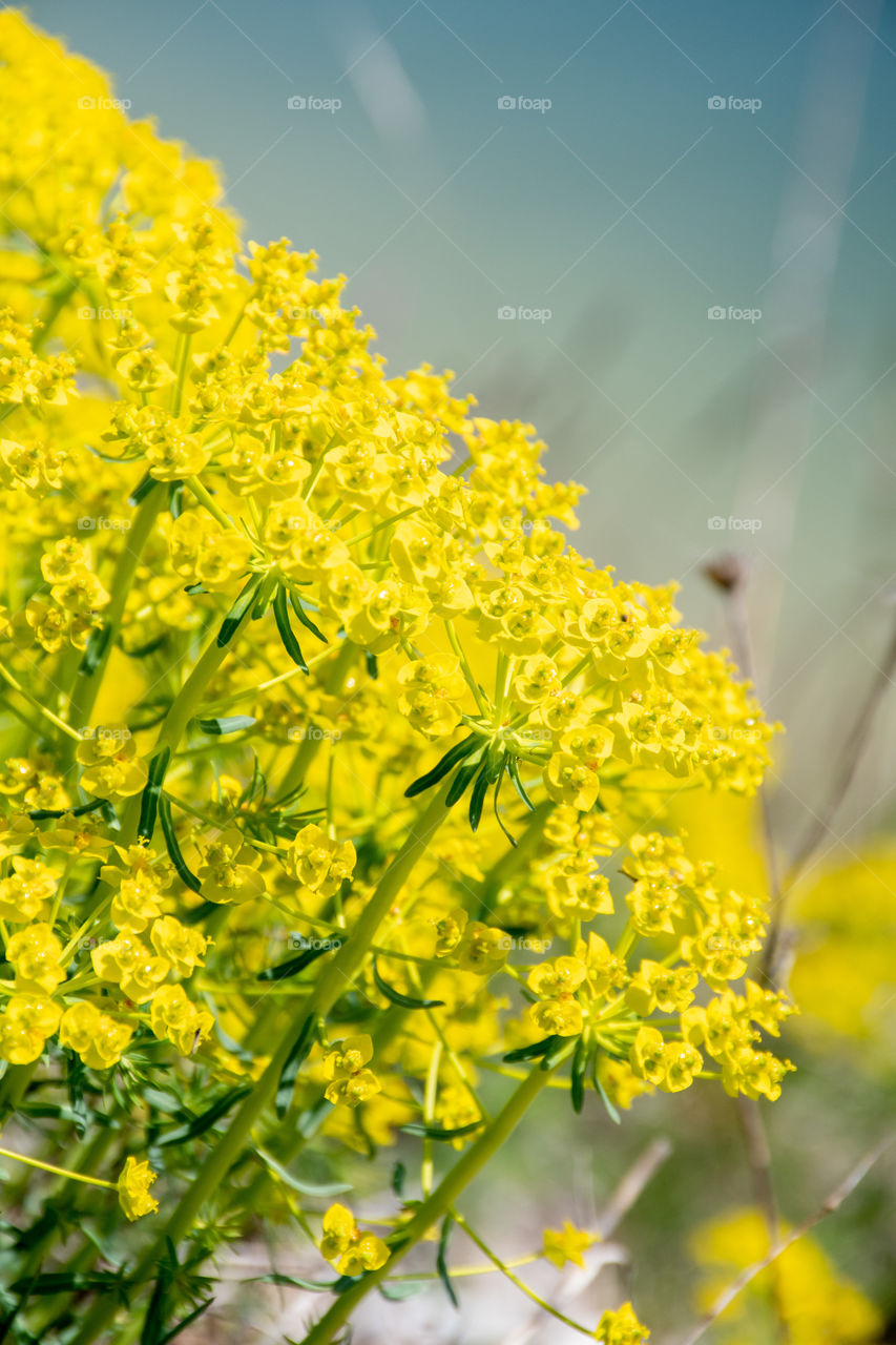Yellow Flowers in Spring