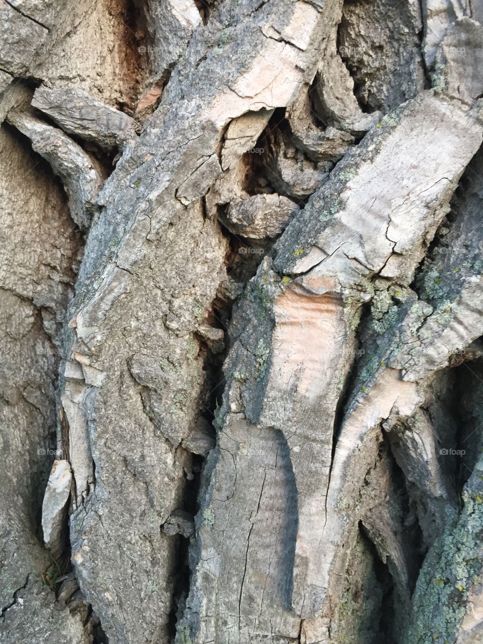 Creative textures 
Tree bark 