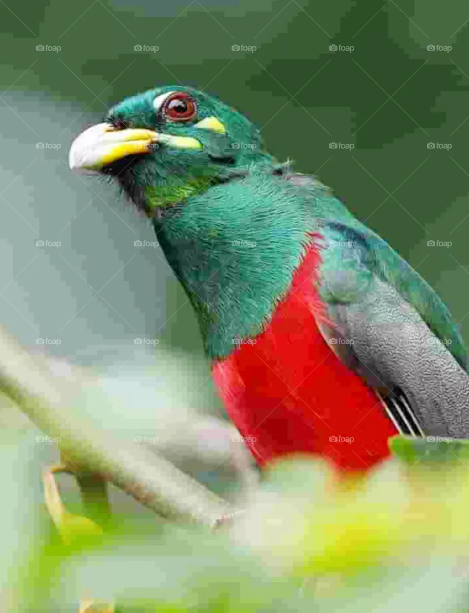 bird