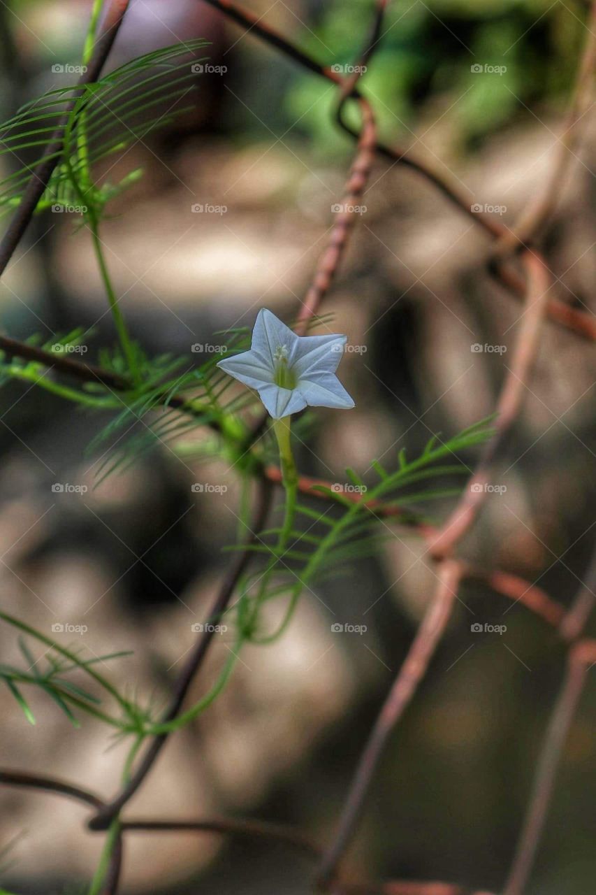 Beautiful rare white cardinal vine 