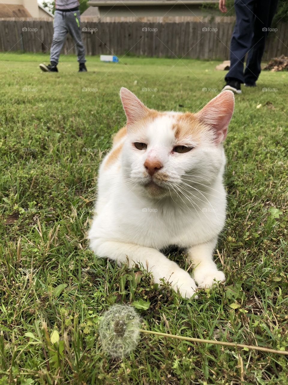 Cat outside with kids