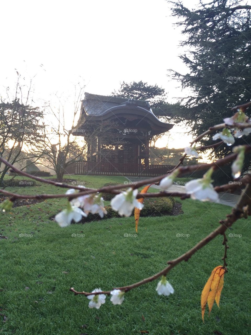 Pagoda flowers