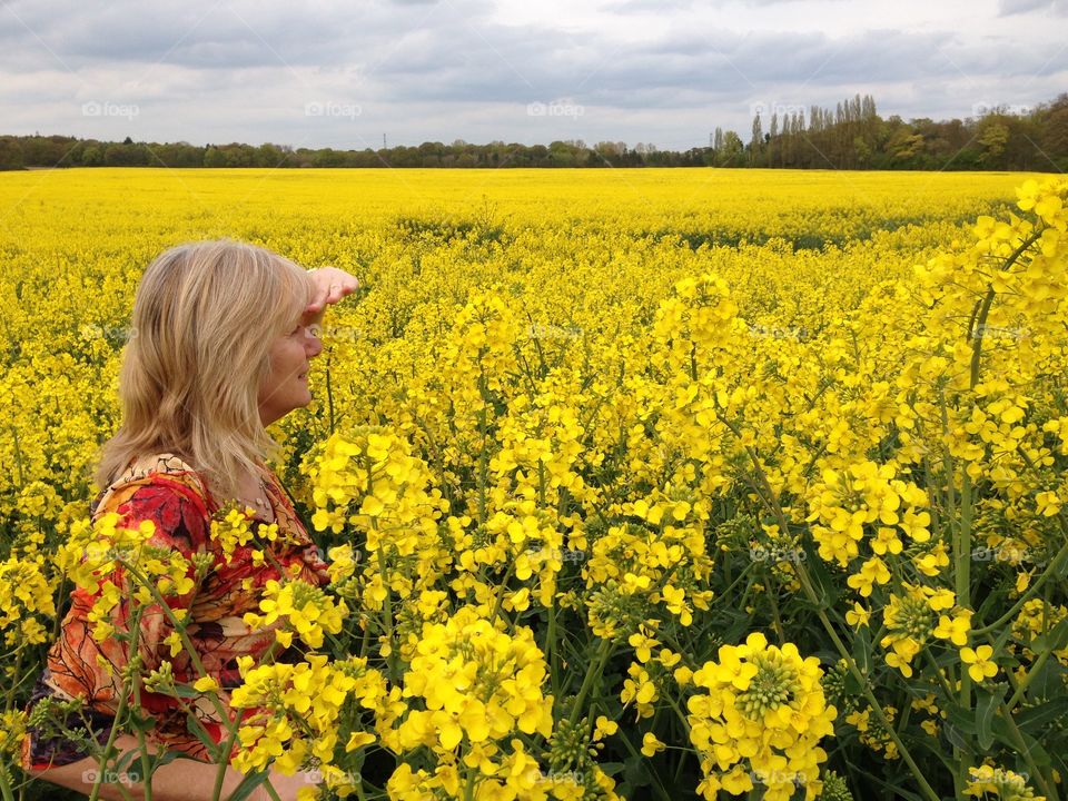 Field of gold. Field of gold