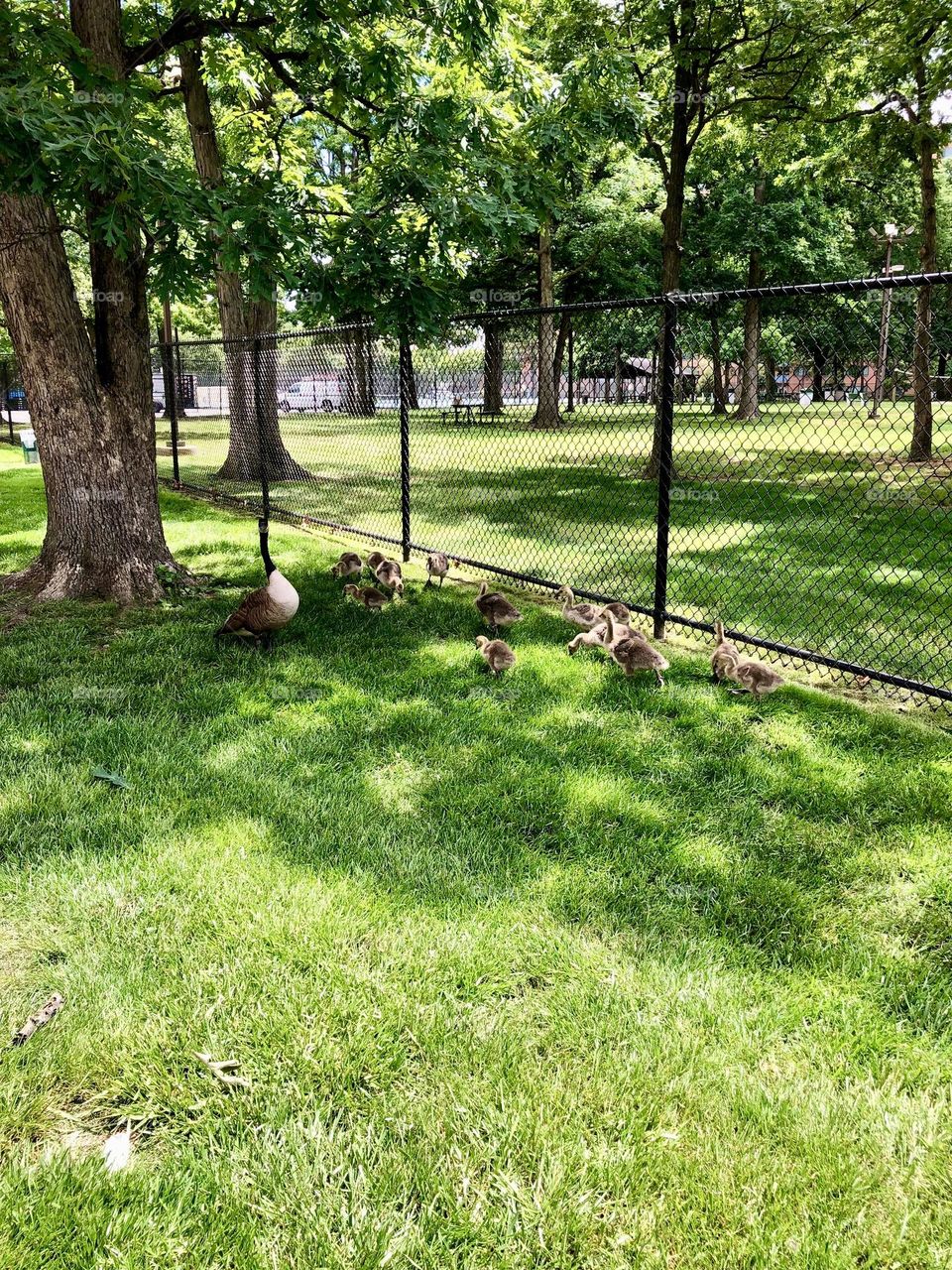 Grease family at the park 🌿