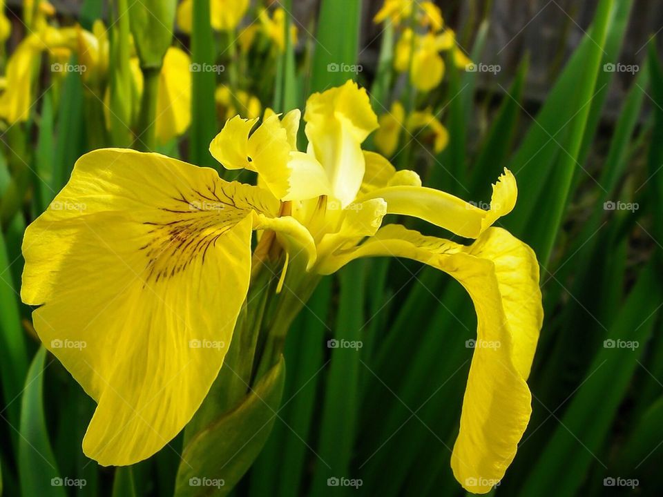Iris flower
