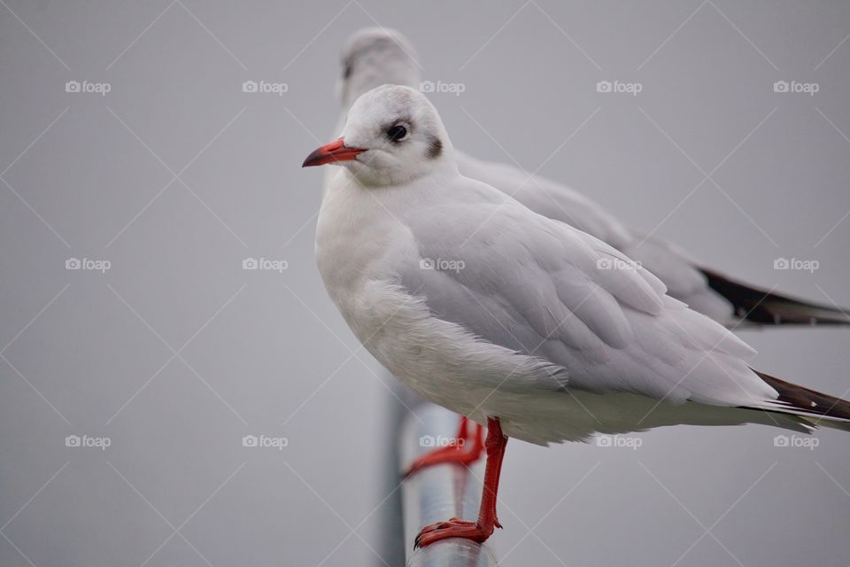 Seagulls perching on railing