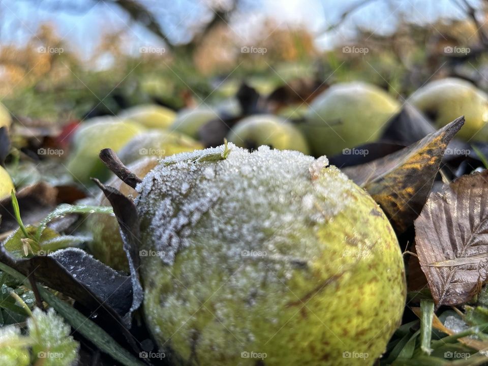 Pear nature, moss, plant, tree, leaves, rock, forest, stone, leaf, grass, macro, spring, autumn, flower, lichen, plants, water, garden, fungus