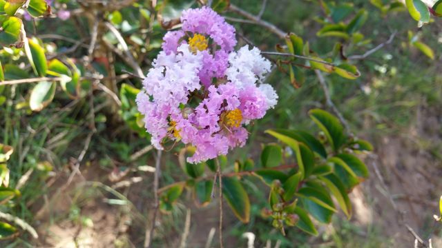 White &  Purple flower