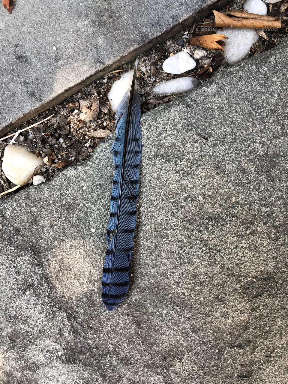 Blue Feather