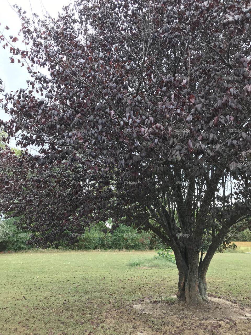 Dark tree