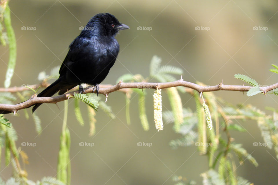 Black Drongo