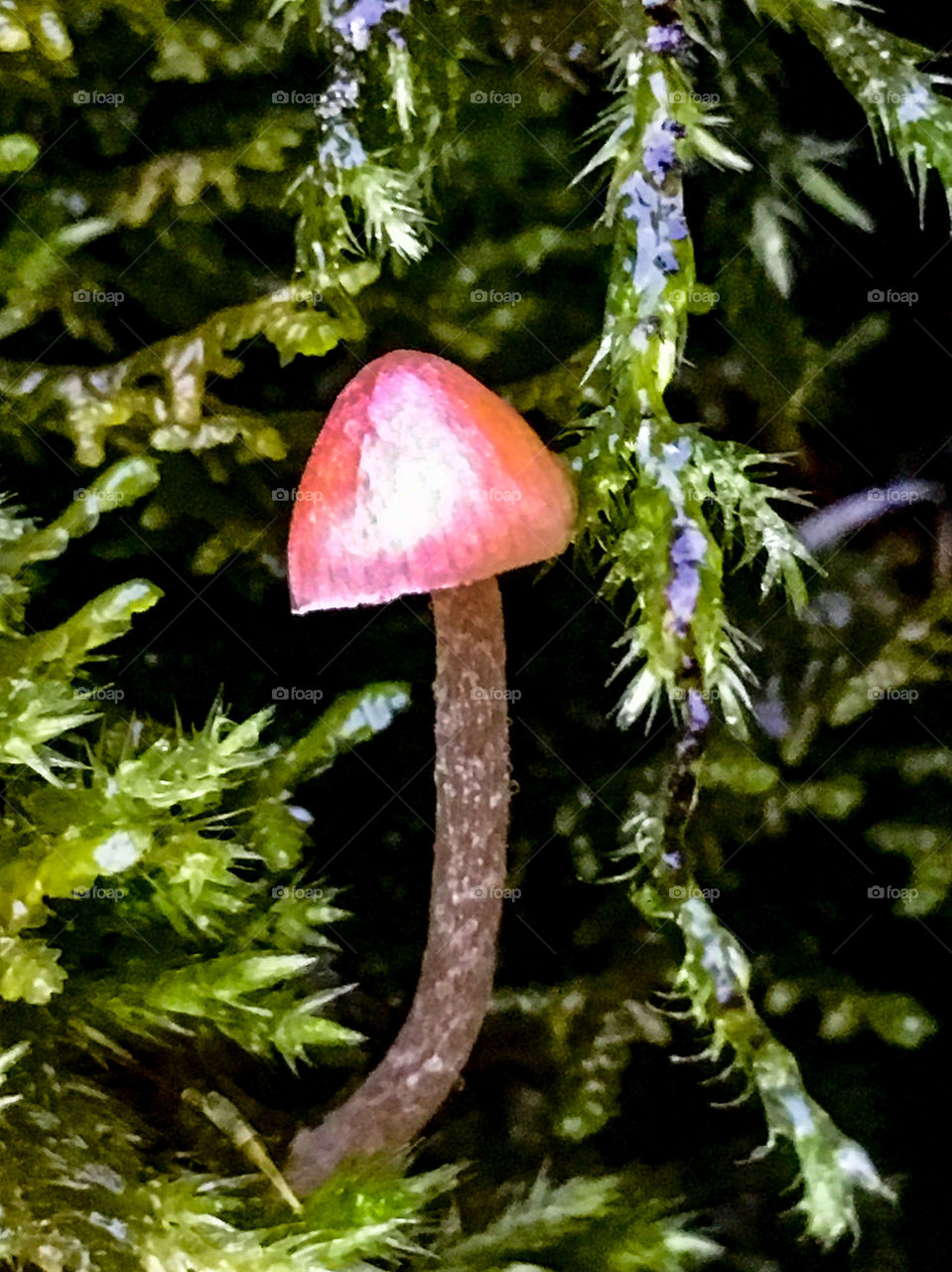 Though Small, Standing Tall 