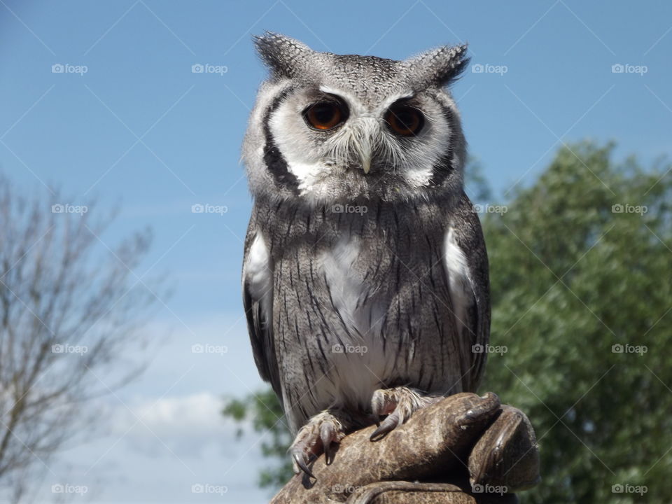 Perched Owl