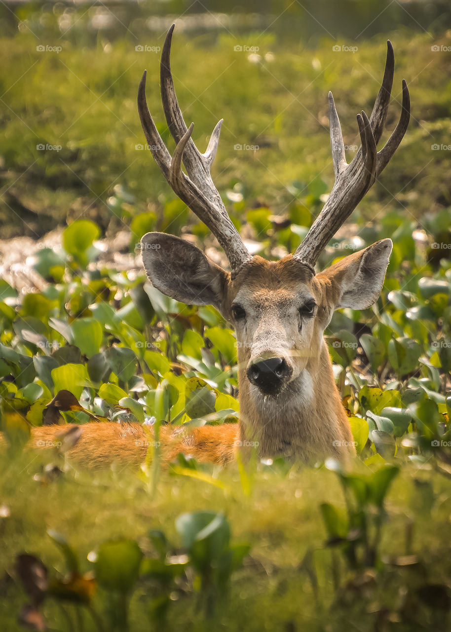 cervo do pantanal