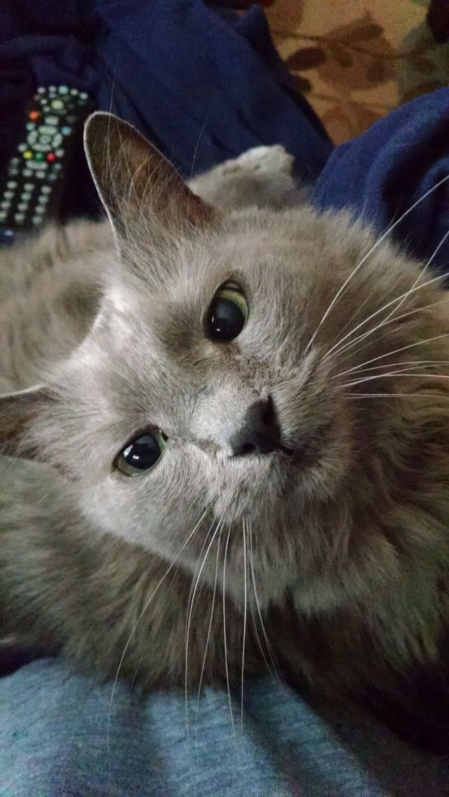 Close-up of cat