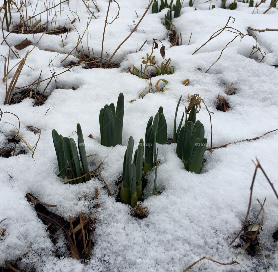 Early Spring Bulbs