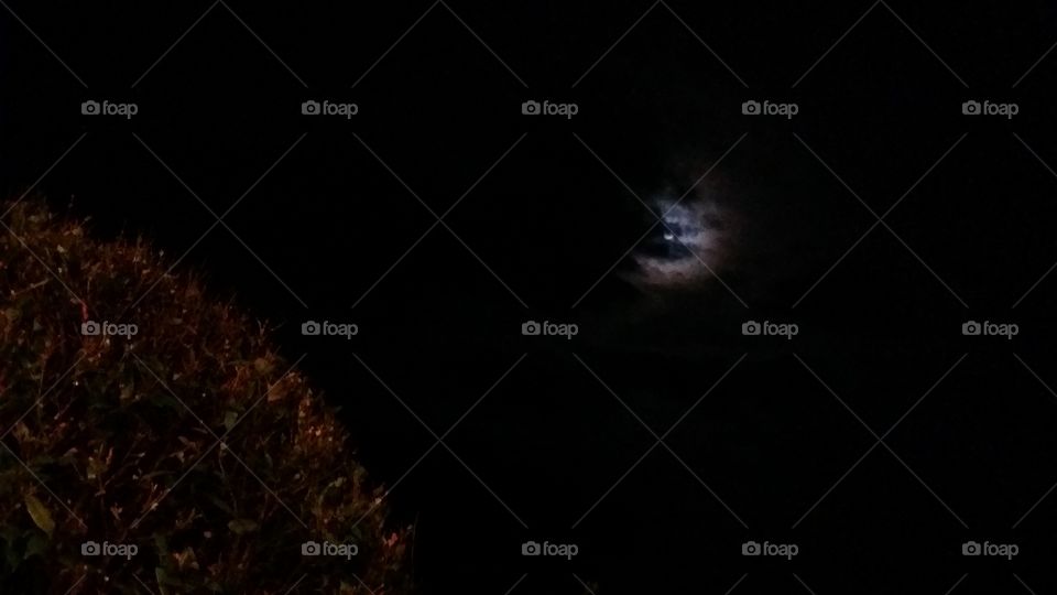 Moon, Dark, No Person, Astronomy, Bird