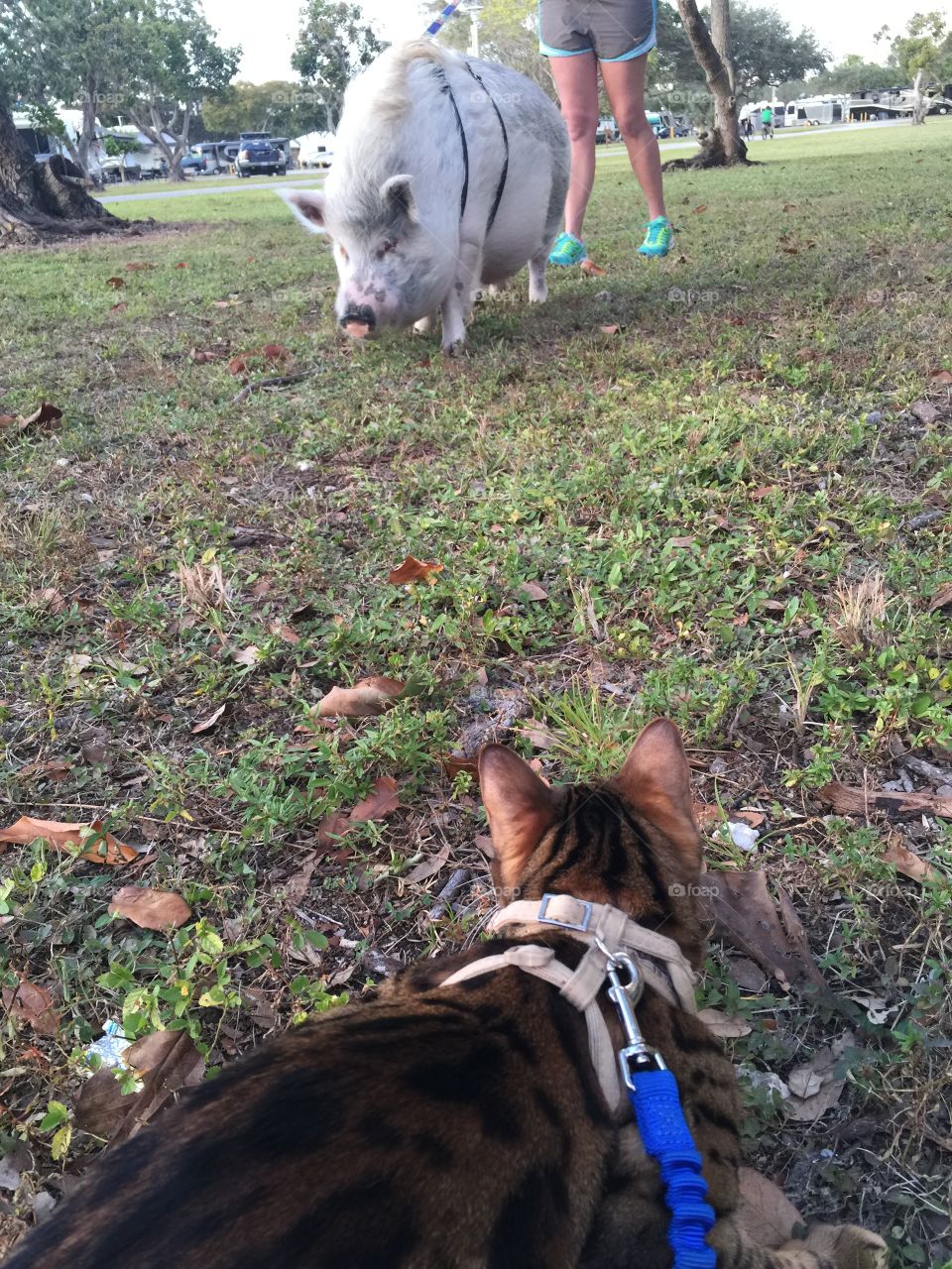 Two unlikely pets on a walk meet each other. 