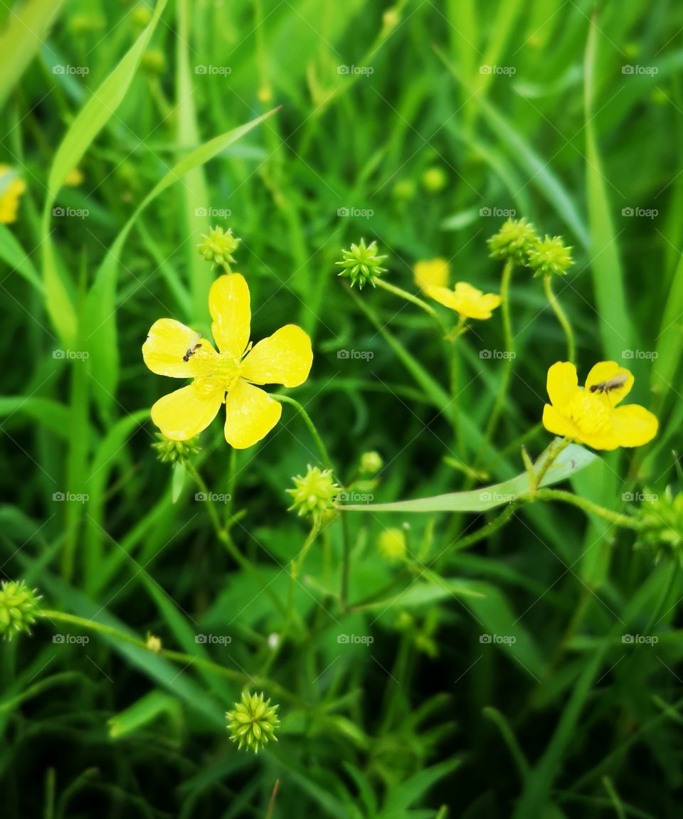 Yellow wild flowers